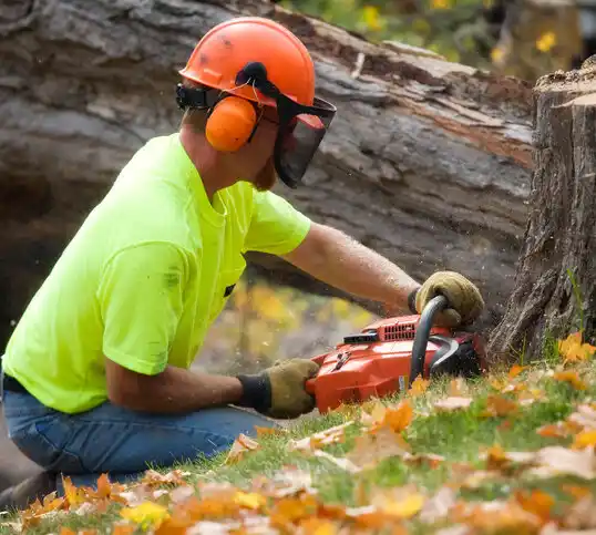 tree services Mount Airy